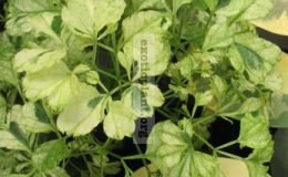 Polyscias-guilfoylei-white-variegated-30-e1458416087924