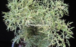 Polyscias-plumata-white-variegated-23-30