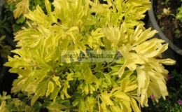 Polyscias-sp.T01-Golden-leaf-
