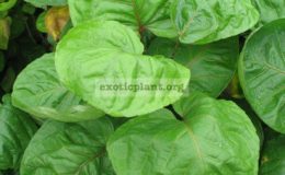 Polyscias-sp.T05-
