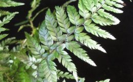 Polystichum-tsus-simense-1000