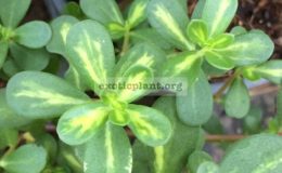 Portulaca-oleraceayellow-centerpink-flower-20