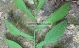 Pothos-sp.T01-1000
