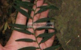 Pothos-sp.T02-1000
