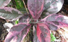 Pseuderanthemum-atropurpureum-tricolor-