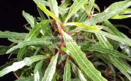 Pseudoranthemum-sinuata-variegated