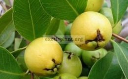 Psidium-cattleianum-Yellow-Strawberry-Guava-60