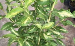 Psidium-guajava-Dwarf-variegated-60-