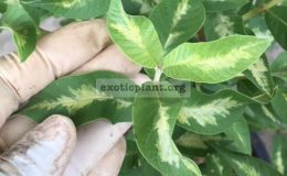 Psidium-guajava-Dwarf-variegated-60