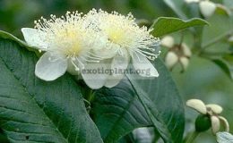 Psidium-guajava-Jiminez