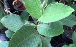 Psidium-guajava-Shui-Mi-seedless-Taiwan-30-