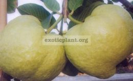 Psidium-guajava-Shui-Mi-seedless-Taiwan-30