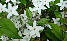 Psilanthus-bengalensis