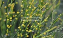 Psilotum-nudum