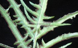 Pteris-Green-Fountain-