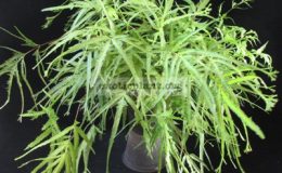 Pteris-Green-Fountain