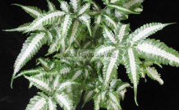 Pteris-blumeana-variegata-