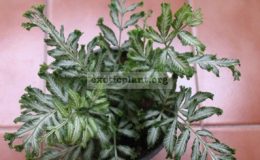 Pteris-ensiformis-hybrid-T01