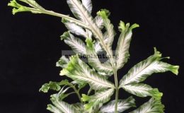 Pteris-ensiformis-hybrid-T01-30