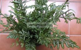 Pteris-ensoformis-cv.-Evergemiensis-