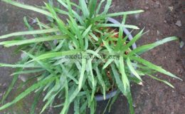 Pteris-multifida-