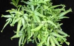 Pteris-multifida-cv.-Crestata-variegata