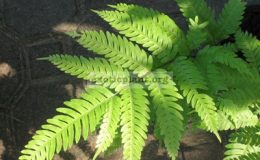 Pteris-phuluangensis-southern-Thailand