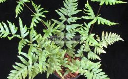 Pteris-semipinnata