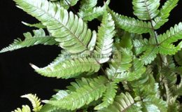 Pteris-sp-T0323