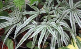 Pteris-sp.T01-Silver-Star