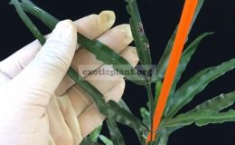 Pteris-sp.T05-aff.-cretica-32-