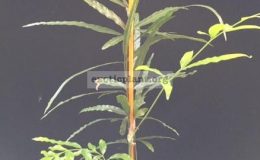 Pteris-sp.T05-aff.-cretica-32