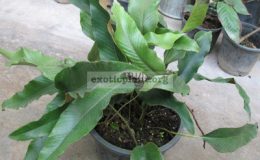 Pyrrosia-linguashort-leaf-