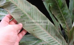 Pyrrosia-sp.T02-Giant-leaf