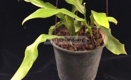 Pyrrosia-sp.T04-Green-Wave-32
