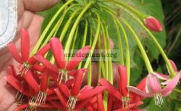 Quisqualis-indica-big-flower