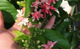 Quisqualis-indica-small-leaf-not-climbing-