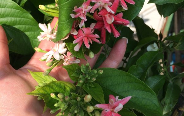 Quisqualis-indica-small-leaf-not-climbing-