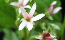 Quisqualis-indica-small-leaf-not-climbing