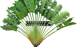 Ravenala-madagascariensis-40-cm-traveles-palm-30