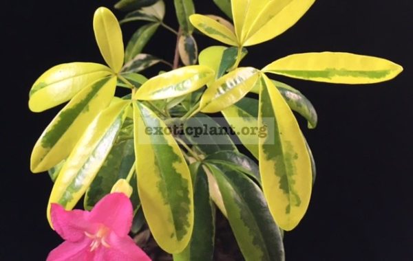 Ravenia-spectabilis-variegated-pink-flower-30