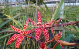 Renanthera-monachica