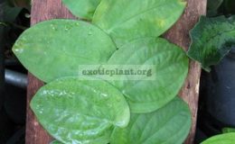 Rhapidophora-celatocaulis-750