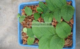 Rhapidophora-celatocaulis-Philippines-750-