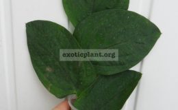 Rhapidophora-celatocaulis-Philippines-big-leaf-850Rhapidophora-celatocaulis-Philippines-big-leaf-850