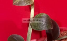 Rhapidophora-sp-variegated-55-