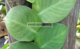 Rhapidophora-sp.-Indonesia-750