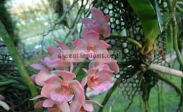 Rhyncostylis-gigantea-Salmon