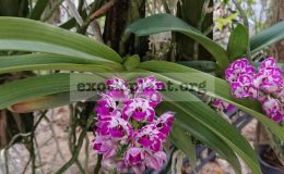 Rhyncostylis-gigantea-bicolor-35