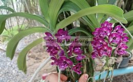Rhyncostylis-gigantea-blue-50